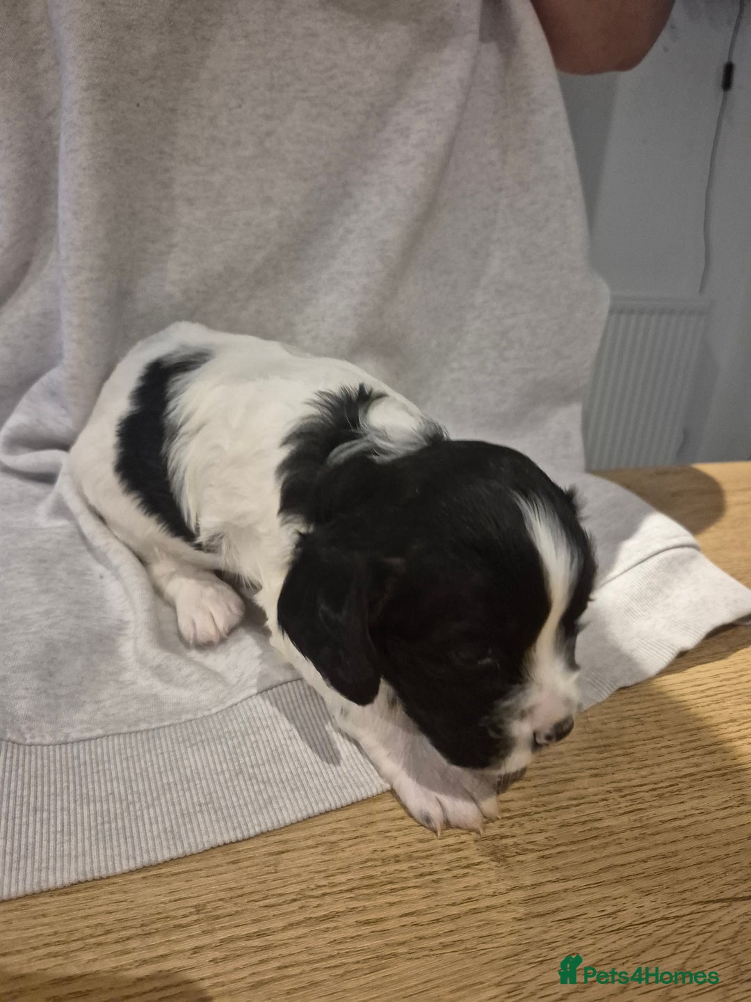English Springer Spaniel dogs for sale: Springer pups - Image 13