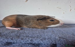 Guinea Pig rodents for sale: Pretty boars for sale x - Image 3