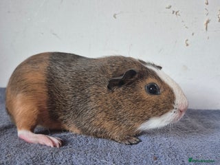 Guinea Pig rodents - Advert 38