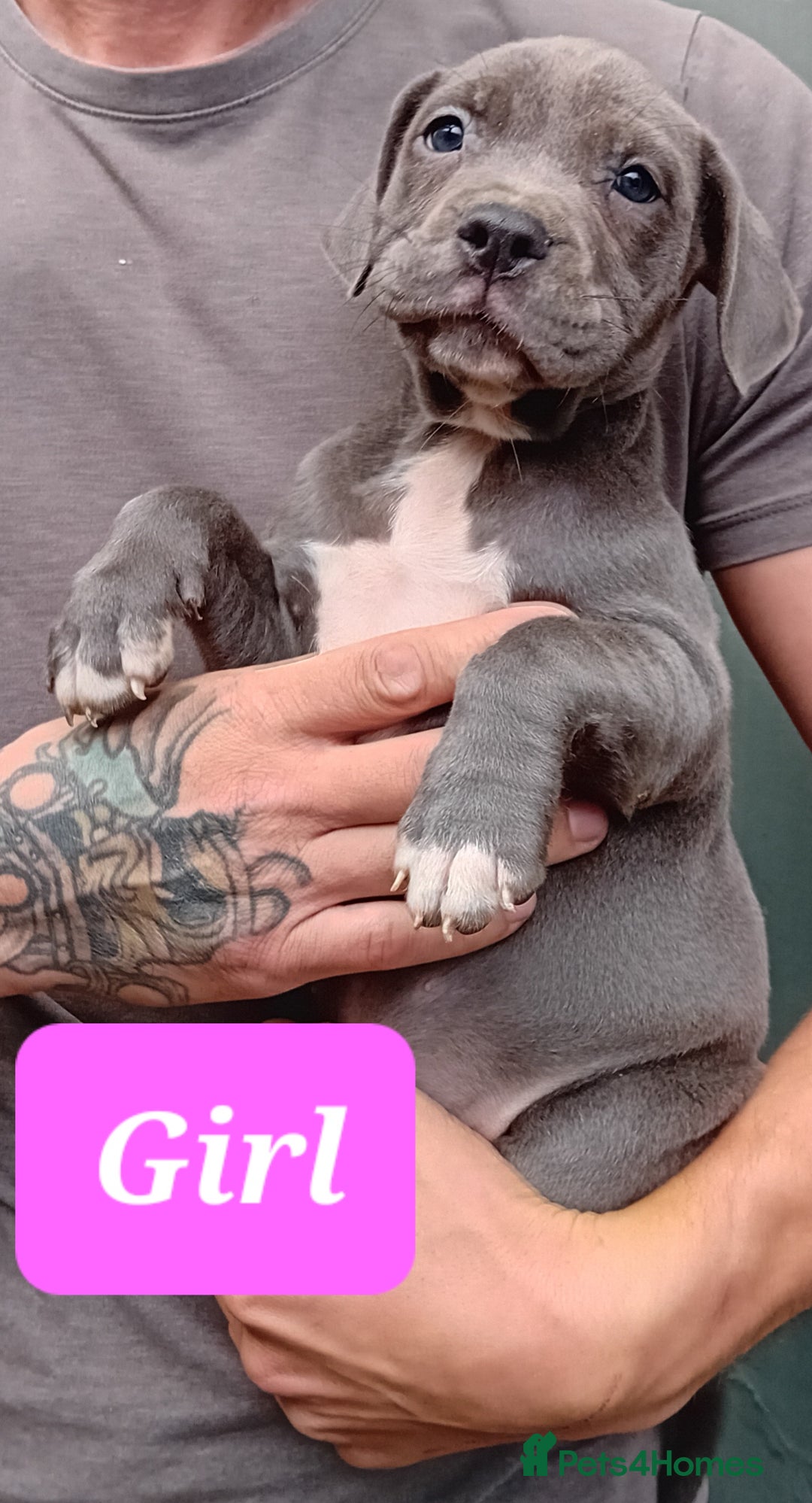 Mixed Breed dogs for sale: Taylors Minidane (Bulldane) Pups Available  - Image 3