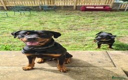 Rottweiler dogs for sale: Healthy Rottweiler puppies ready now  - Image 2