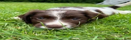 Sprocker dogs for sale: Working Sprocker Puppy - Advert 9