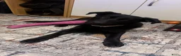 Mixed Breed dogs for adoption: Daphnee - Advert 7