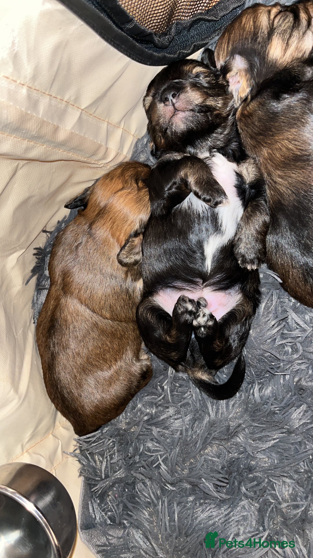 Mixed Breed dogs for sale: Beautiful Zuchon Doxies - Advert 13