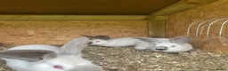 Continental Giant rabbits for sale: Rabbits for sale  - Advert 6