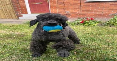 Miniature Poodle dogs - Advert 13