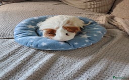Guinea Pig rodents for sale: 3 Female Guinea Pigs  - Image 8