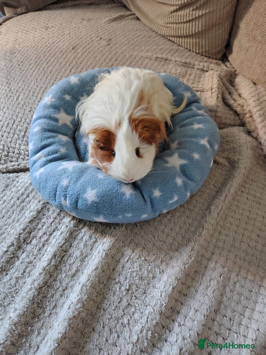 Guinea Pig rodents for sale: 3 Female Guinea Pigs  - Image 8