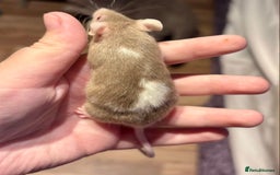 Mouse rodents for sale: Pet Fancy Mice - Adults & Babies - Image 4