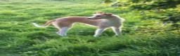 Mixed Breed dogs for sale: Old style Lurcher puppies - Ready now  - Advert 10