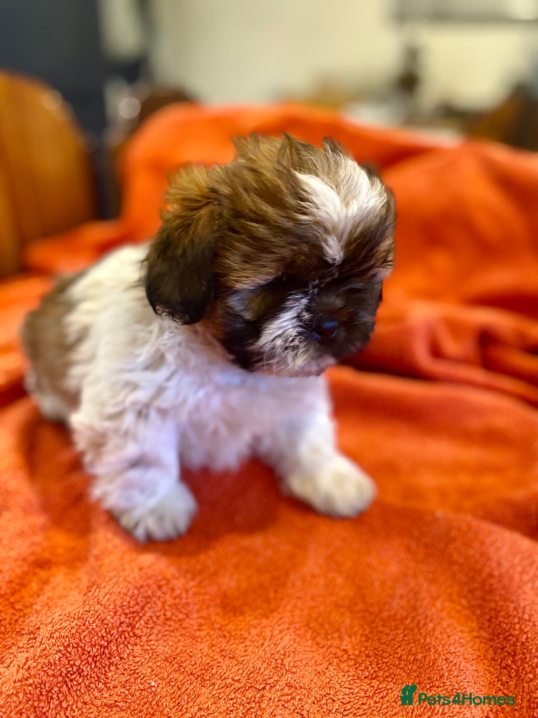 Shihpoo dogs for sale: ADORABLE SHIPOO PUPPIES - Advert 8