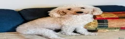 Cockapoo dogs for sale: Show class litter of 7 cockerpoo puppies - Advert 26