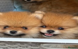 Pomeranian dogs for sale: Micro size  poms - Image 3