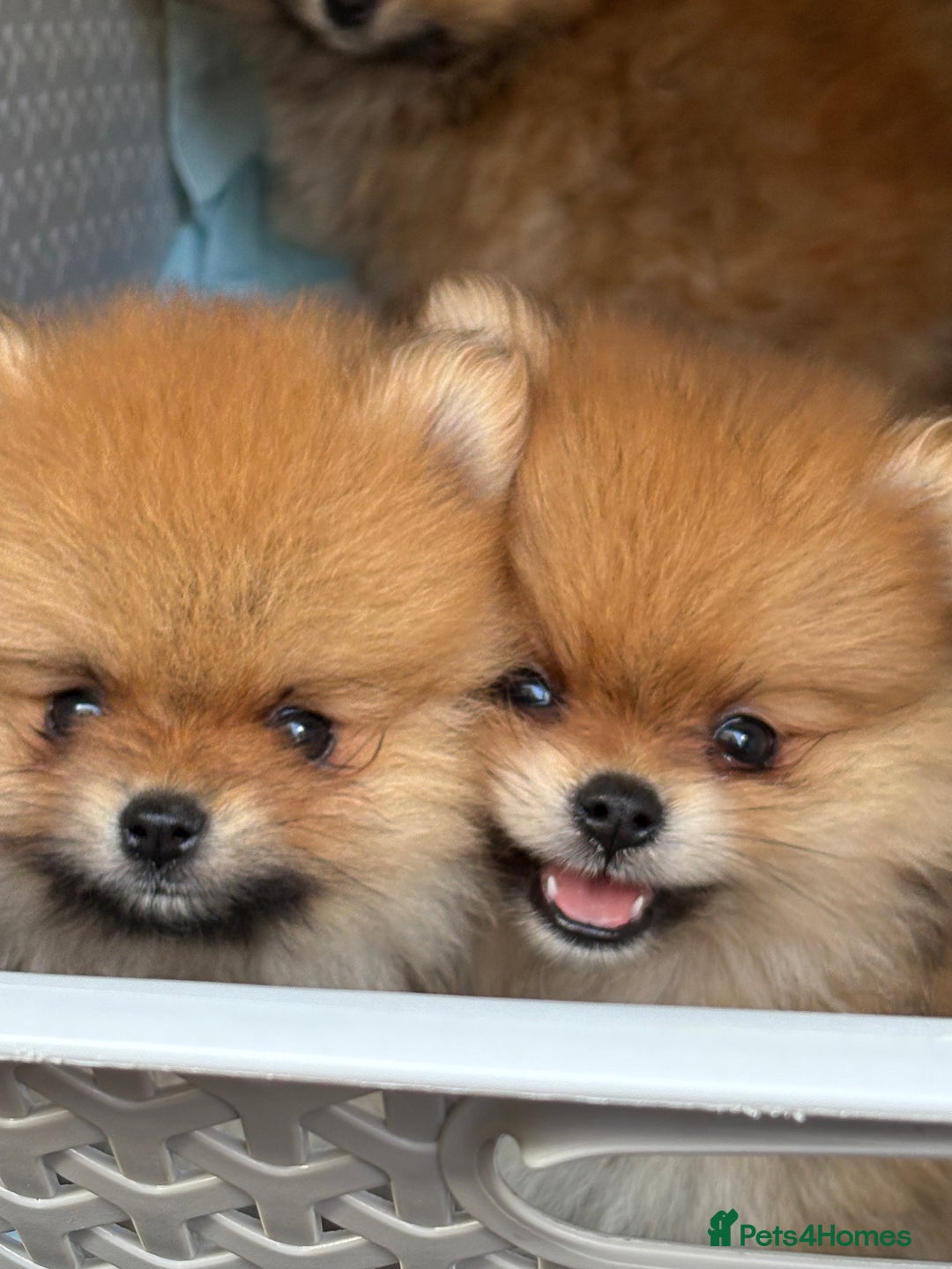 Pomeranian dogs for sale: Micro size  poms - Image 3
