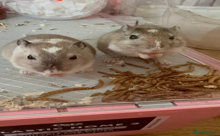 Gerbil rodents - Advert 3