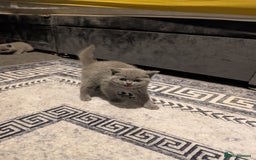 British Shorthair cats for sale: British Short Hairs And White BSH - Image 9