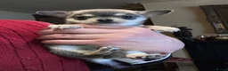 Chihuahua dogs for sale: Chihuahua puppies from licensed breeder - Advert 5