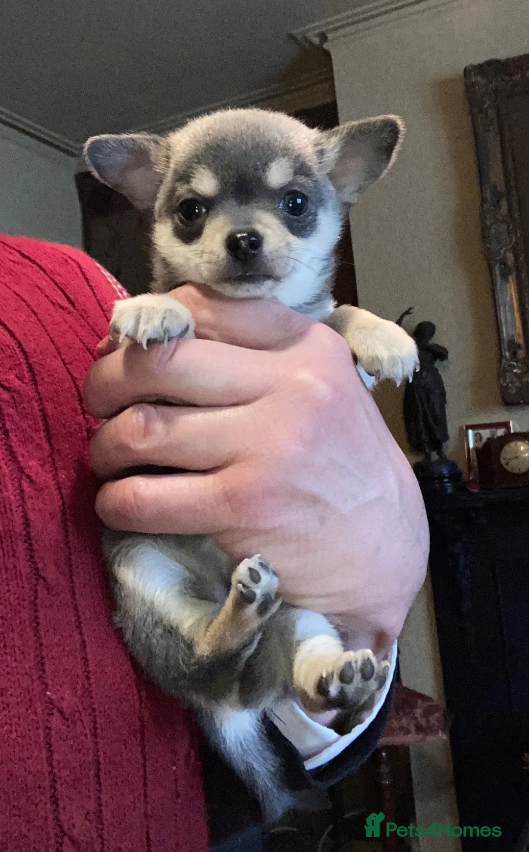 Chihuahua dogs for sale: Chihuahua puppies from licensed breeder - Advert 5