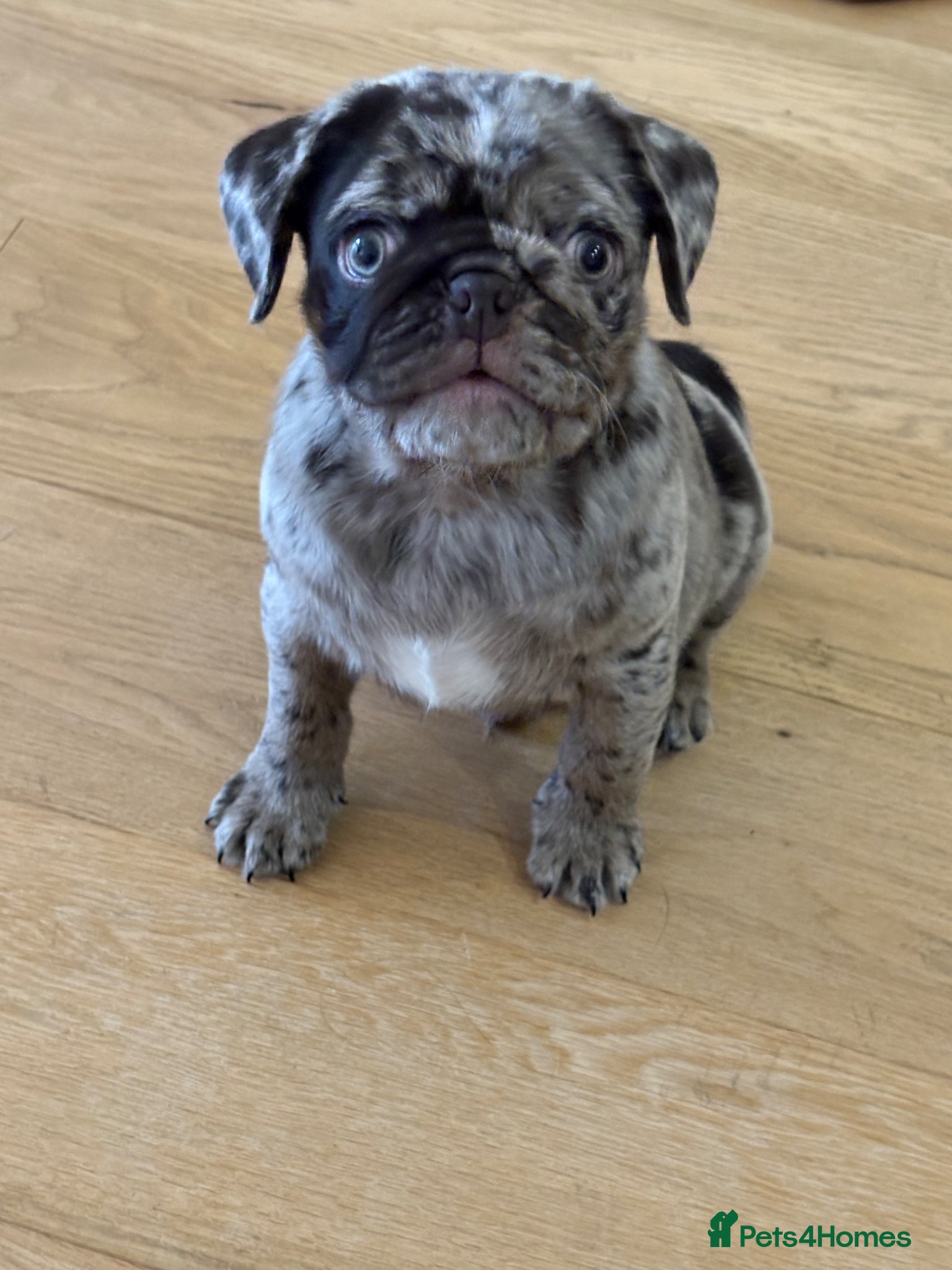 Pug dogs Meet Stanley a Chocolate Merle Pug Puppy - Advert 9