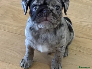 Pug dogs Meet Stanley a Chocolate Merle Pug Puppy - Advert 9