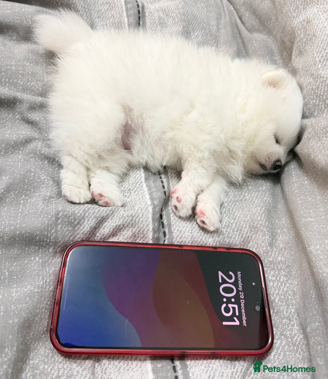 Pomeranian dogs for sale: Stunning KC littler of mini white pom puppy boy - Advert 7