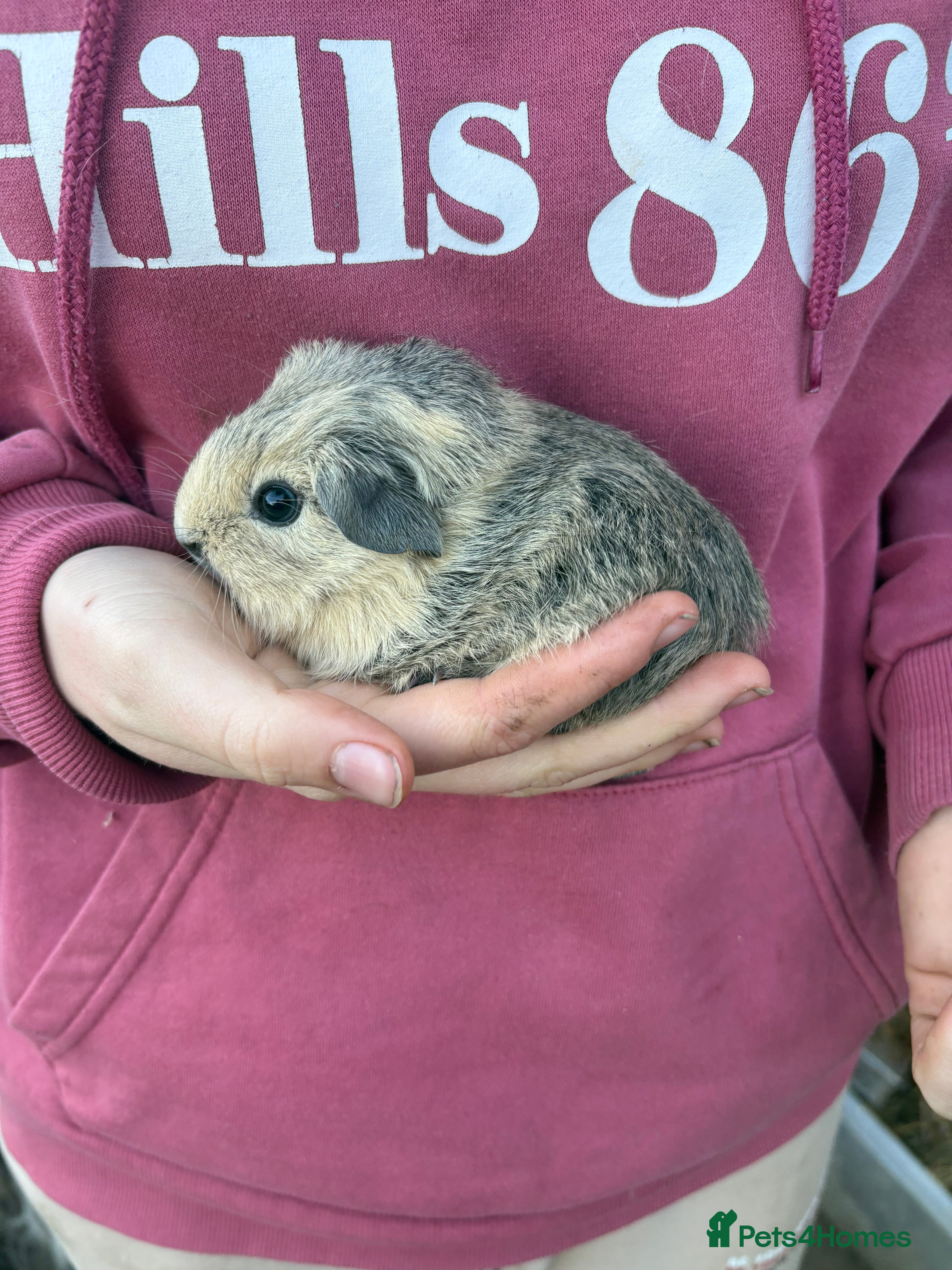 Guinea Pig rodents Male guinea pigs - Advert 18