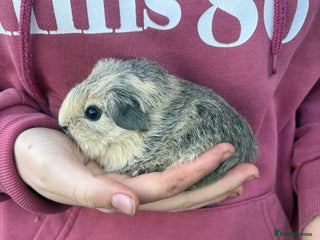 Guinea Pig rodents Male guinea pigs - Advert 2
