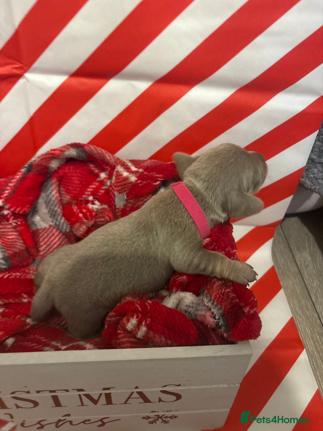 Chiweenie dogs for sale: Cheweenie - Image 20