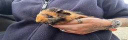 Guinea Pig rodents for sale: Beautiful Baby Boar Guinea pigs Rex & Rosette   - Advert 7
