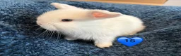 Mini Lop rabbits for sale: Pure bred mini lop bunnies - Advert 35
