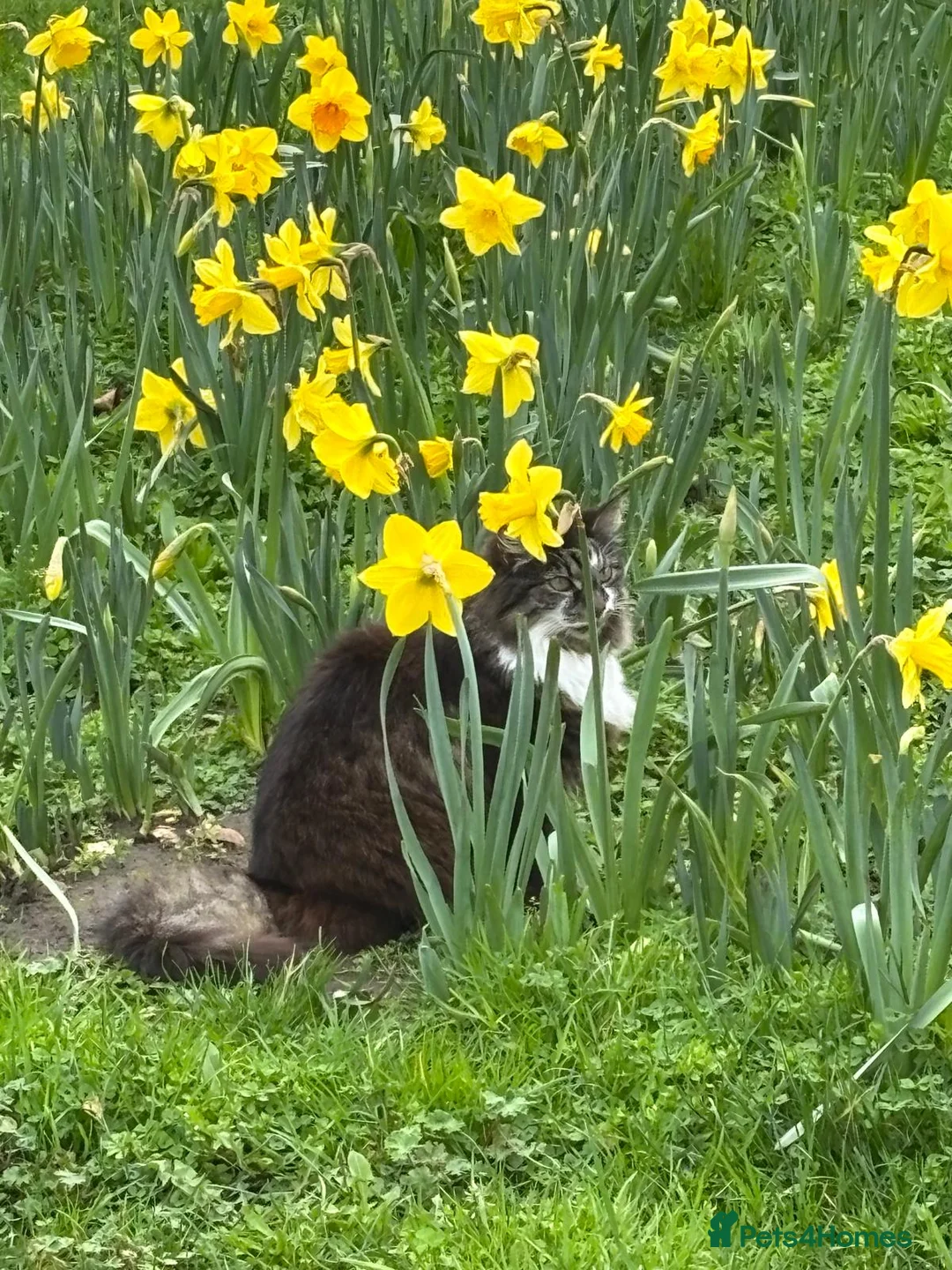 Mixed Breed cats for sale: Two senior cats for adoption: Mother and daughter - Advert 2