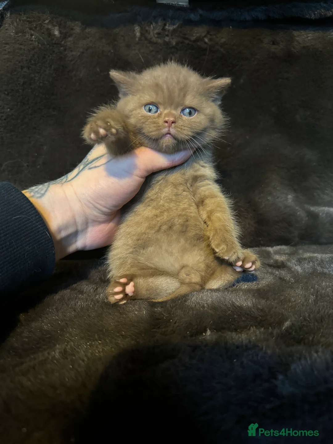 British Shorthair cats for sale: Tica reg BSH kittens  - Advert 9