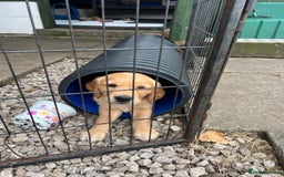 Golden Retriever dogs for sale: 2 beautiful golden retriever boys available. - Image 20