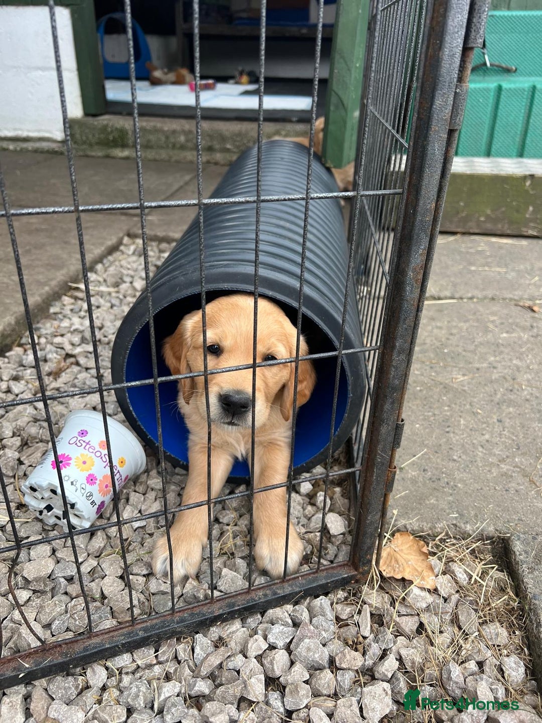 Golden Retriever dogs for sale: 2 beautiful golden retriever boys available. - Image 20