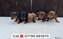 Miniature Dachshund dogs for sale: Dachshund puppies 5Boys  - Image 6