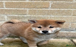 Japanese Shiba Inu dogs for sale: Multi champion Japanese Shiba Inu’s - Image 4