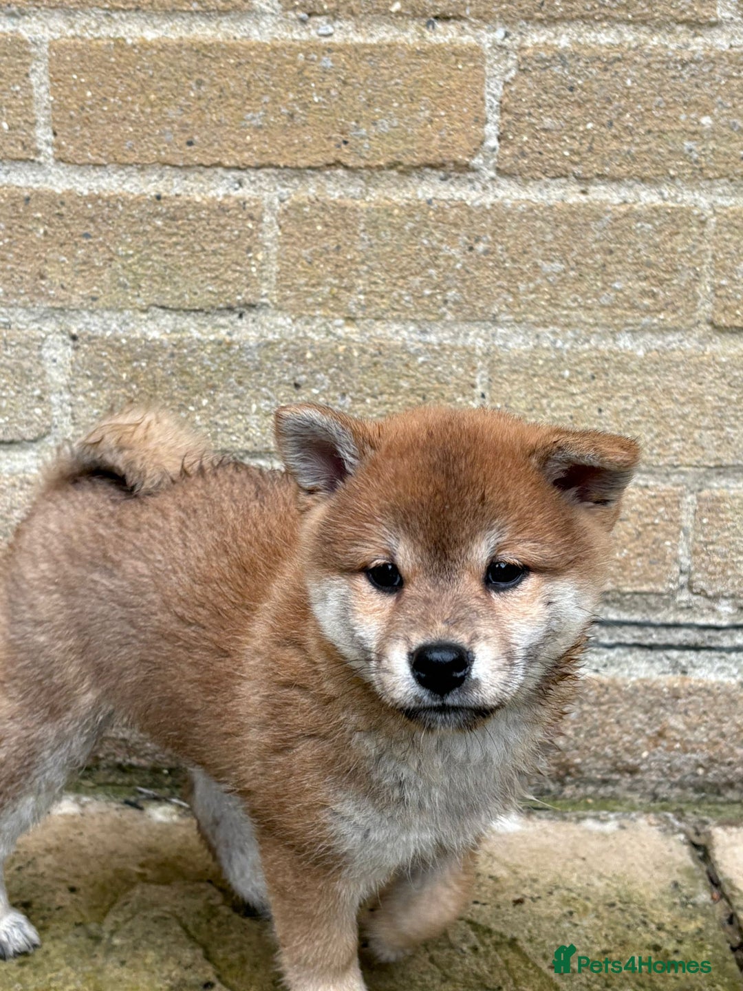 Japanese Shiba Inu dogs for sale: Multi champion Japanese Shiba Inu’s - Image 4