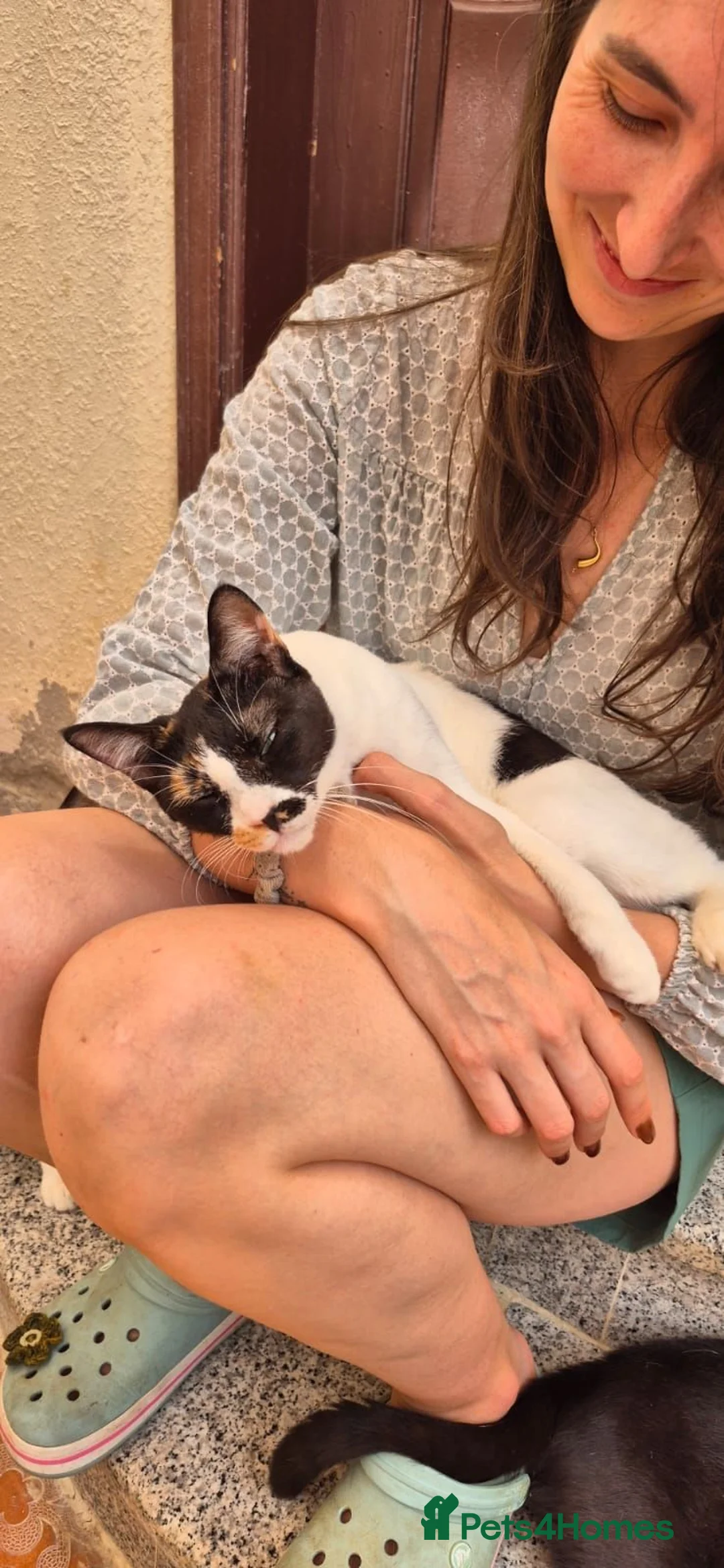 Arabian Mau cats for adoption: Pavilion (Pav) - Advert 3
