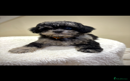 Cavapoo dogs for sale: Extensively health tested F1b teddy bear Cavapoos  - Advert 6