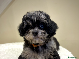 Cavapoo dogs Extensively health tested F1b teddy bear Cavapoos - Advert 2