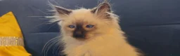 Siberian cats for sale: Beautiful Siberian Kittens - Advert 14