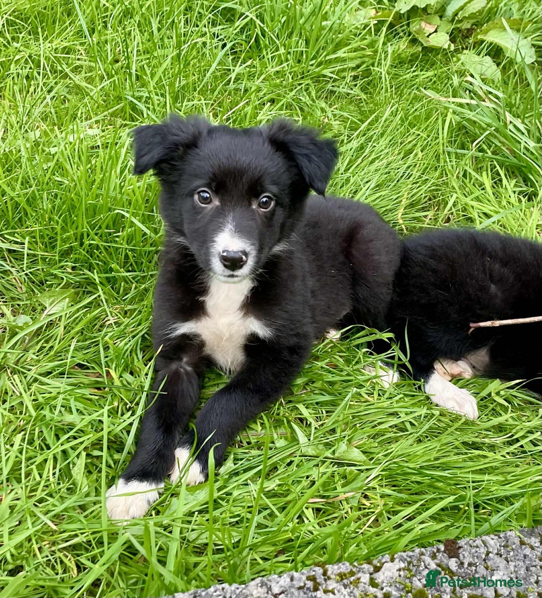 Border Collie dogs for sale: Beautiful Collie Puppies  - Image 5