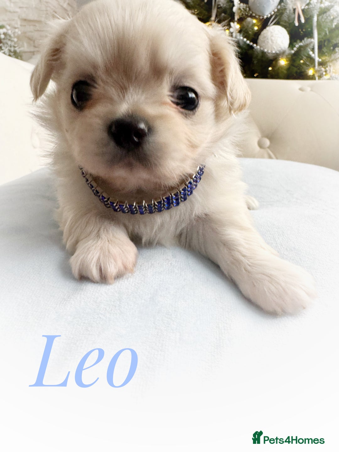 Chihuahua dogs for sale: KC long coat cream boy pet  - Advert 5