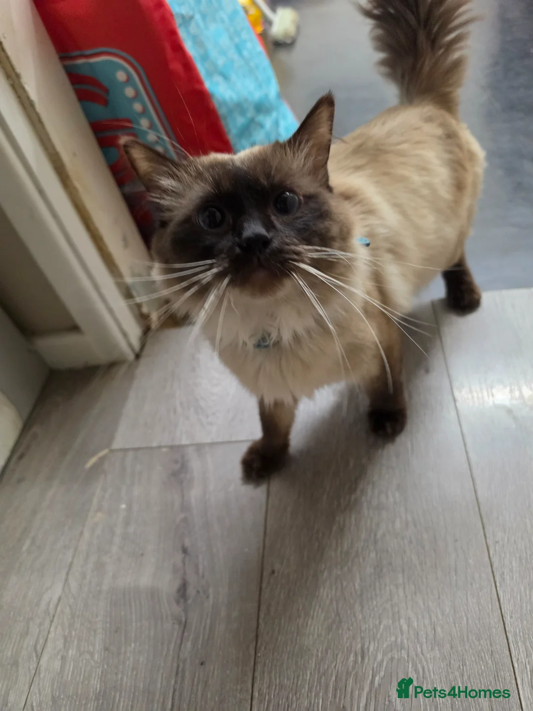 Mixed Breed cats for sale: Ragdoll x blue russian kittens - Advert 7