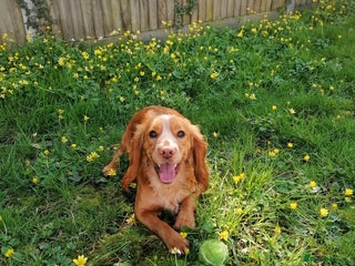 Cocker Spaniel dogs Looking for a new home - Advert 1