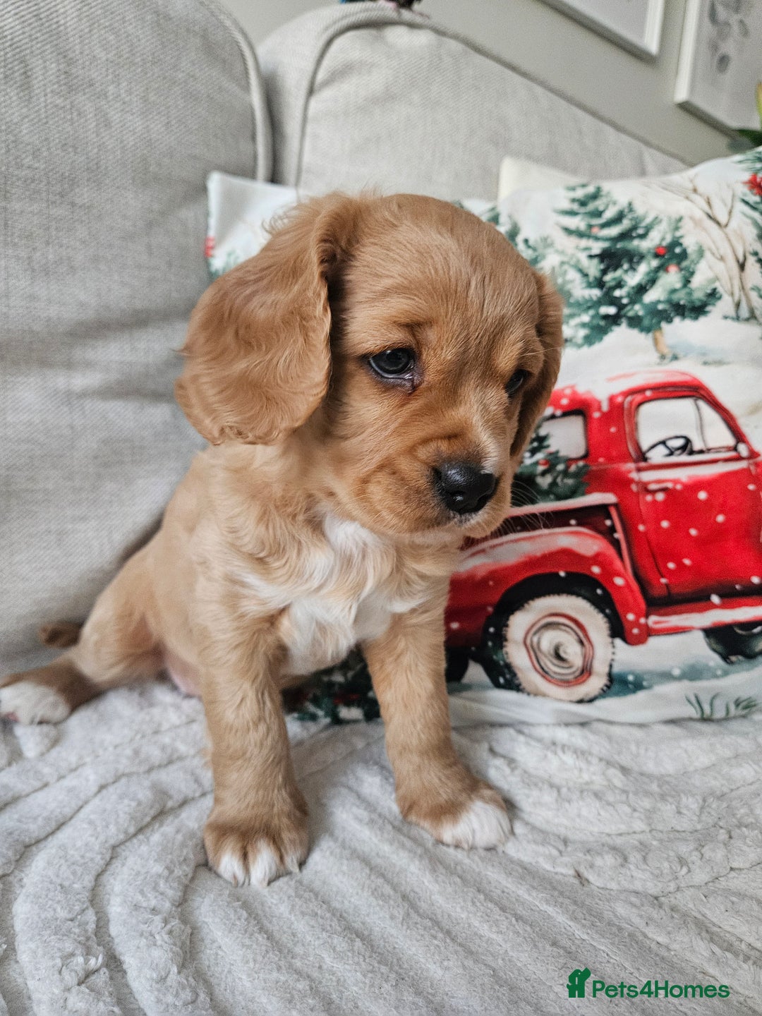 Mixed Breed dogs for sale: Cavapoo girl Ready for forever home - Advert 40