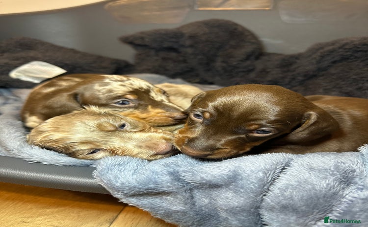 Miniature Dachshund dogs - Advert 8