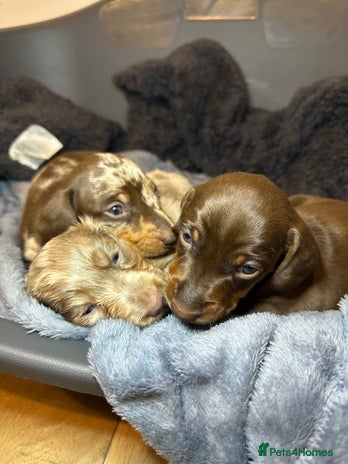 Miniature Dachshund dogs - Advert 15