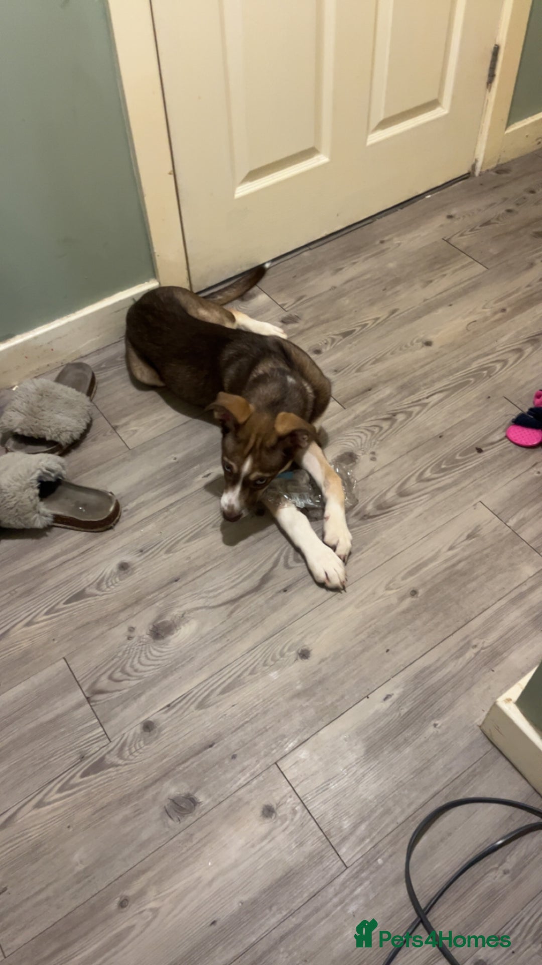 Mixed Breed dogs for sale: Husky cross (named Toffie) - Advert 2