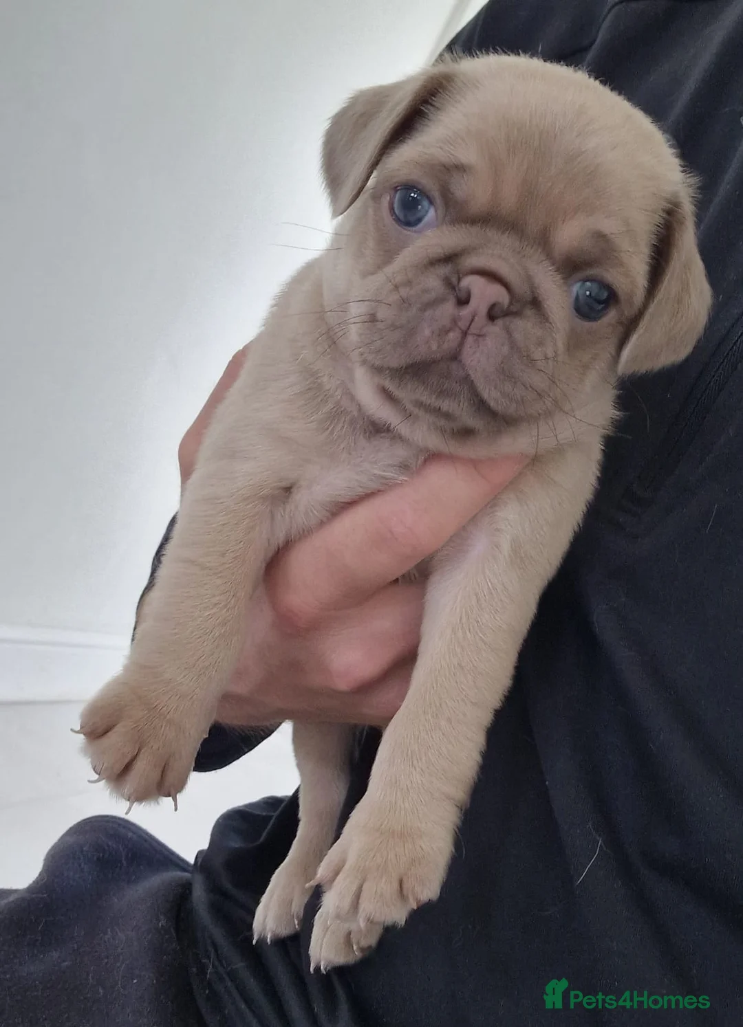 Pug dogs for stud: KC Lilac fawn pug for stud in Cockermouth - Advert 5
